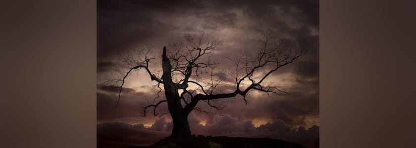Silhouette of bare tree against sunset