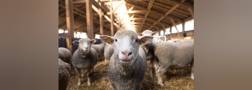 Moutons dans une bergerie