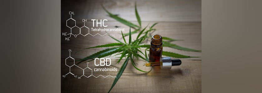 Medicinal cannabis with extract oil in a bottle of Formula CBD THC