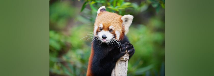 Red panda (Ailurus fulgens) in a zoo in the Ocean park in Hong Kong, China.