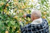 Fruits, verger, citrons, agriculture, cueillir, cultivateur