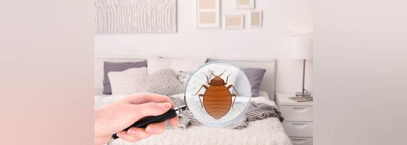 Woman with magnifying glass detecting bed bug in bedroom